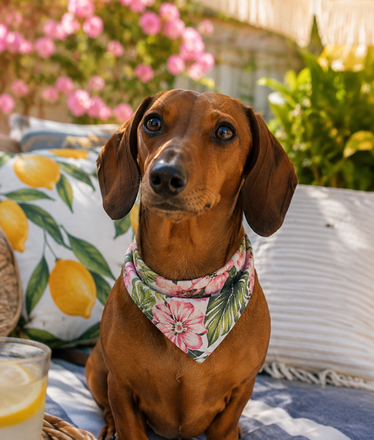 Every Dachshund Owner Should Try These National Dog Day Activities