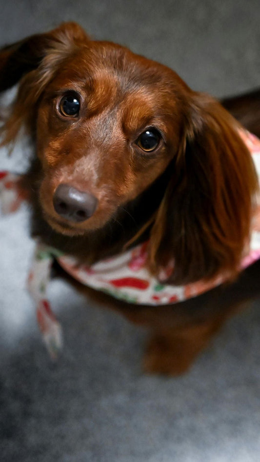 Miniature Dachshund Essentials: What Every New Owner Actually Needs