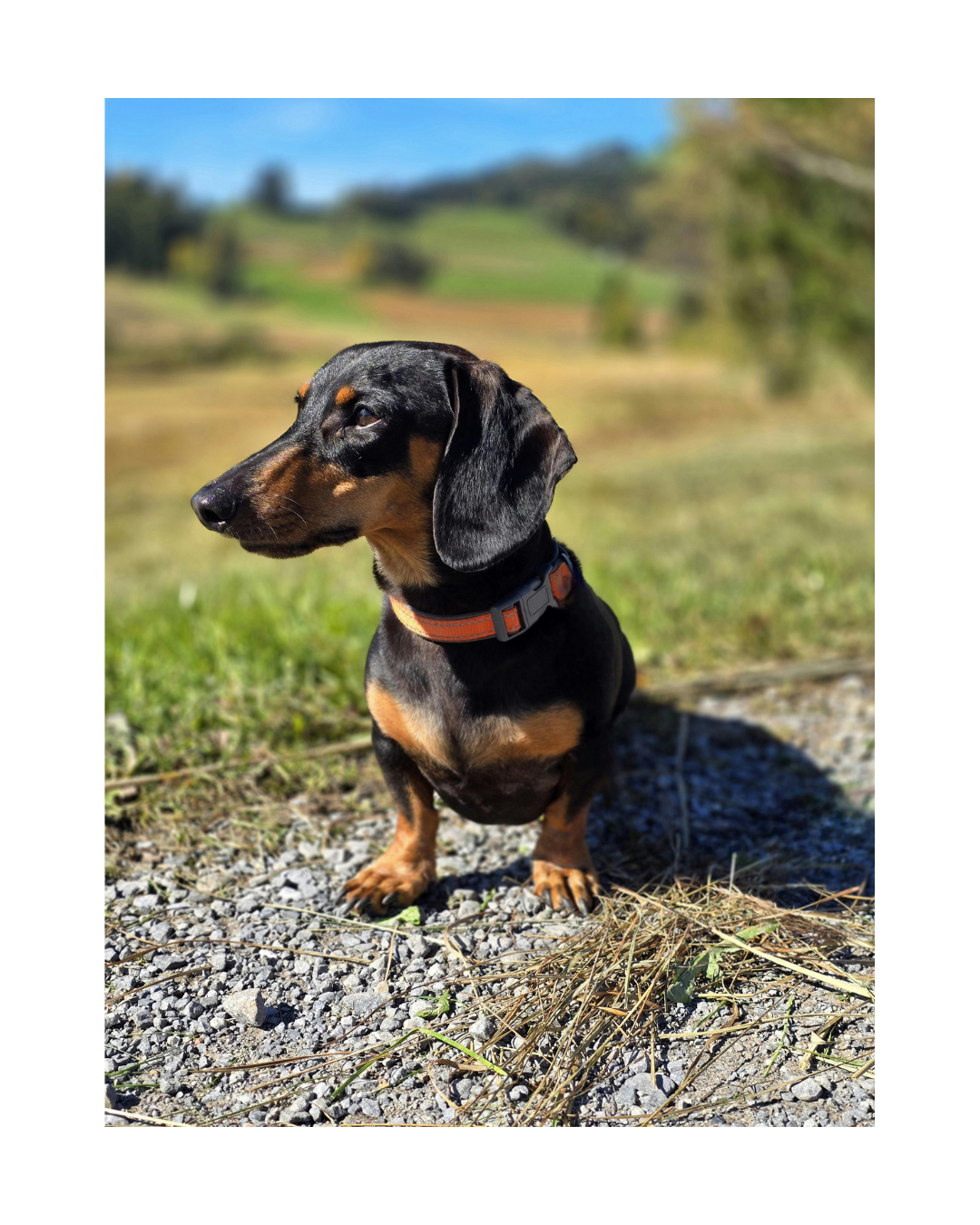 Miniature Dachshund Energy: Why They’re Basically the Main Character of Your House