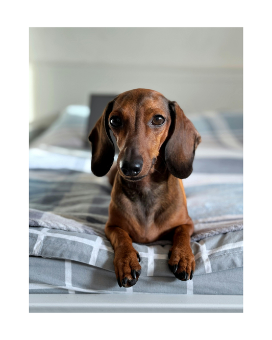 Dachshund Puppies: 15 Fun Facts You Probably Didn’t Know