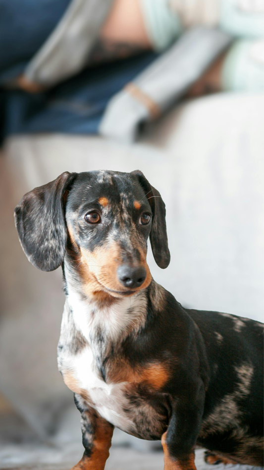 Dapple Dachshund Adventures: Hiking, Parks & Outdoor Fun