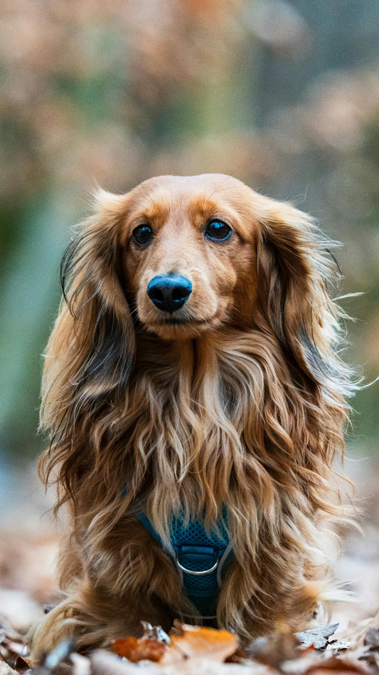 Long Haired Dachshund: Spring to Summer Coat Care &amp; Styling Tips