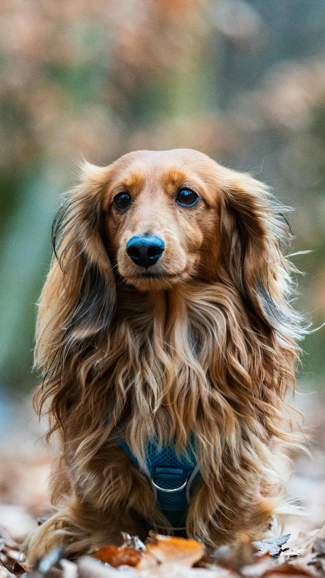 Long Haired Dachshund: Spring to Summer Coat Care & Styling Tips