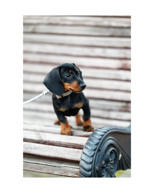 Dachshund Puppies and Patio Season: Training Tips for Public Spaces