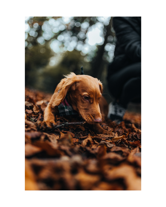 Dachshund Routines: Getting Back on Track After the Long Weekend