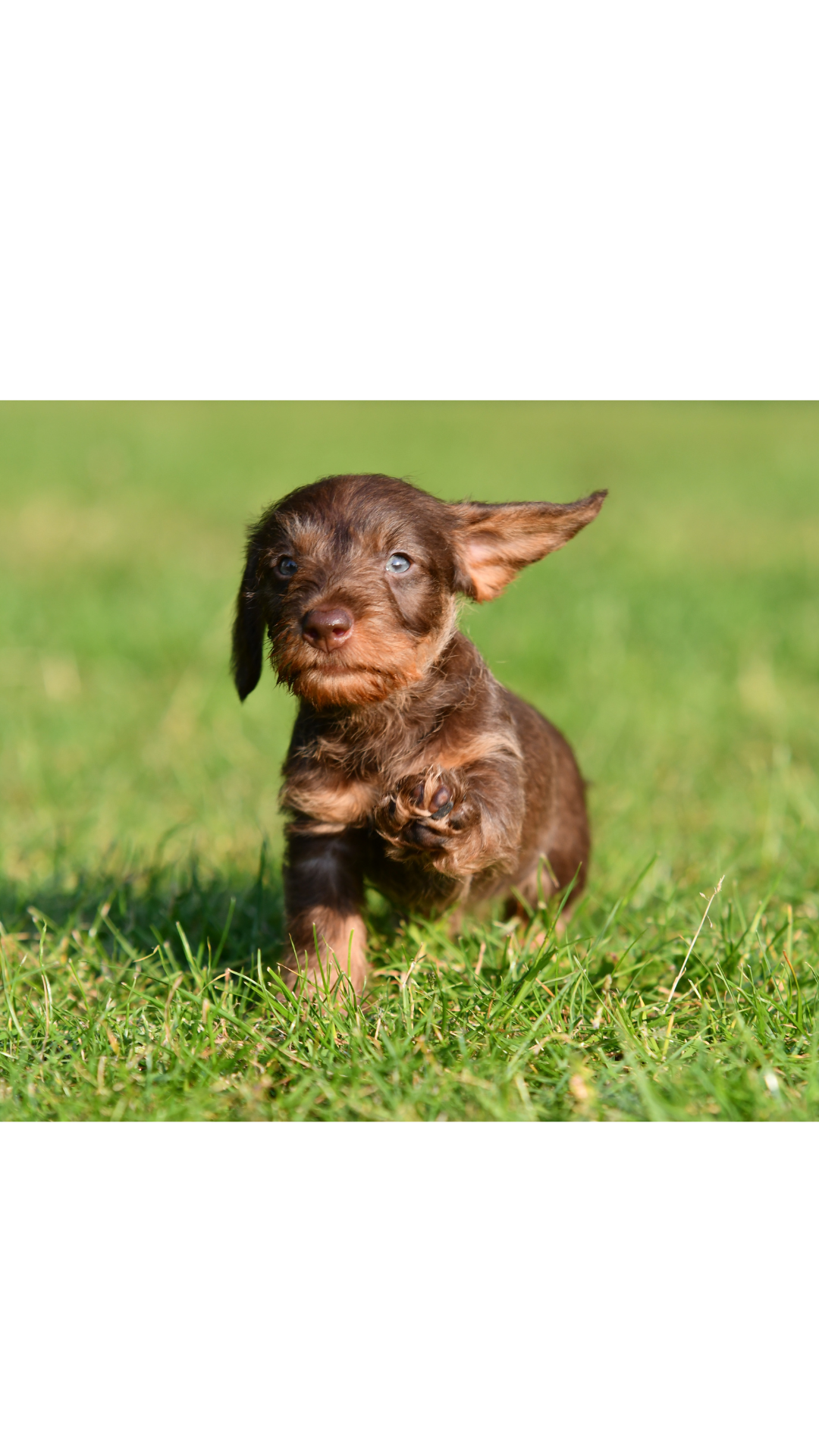 Dachshund Puppies: How to Keep Your Little Explorer Safe in Spring &amp; Summer