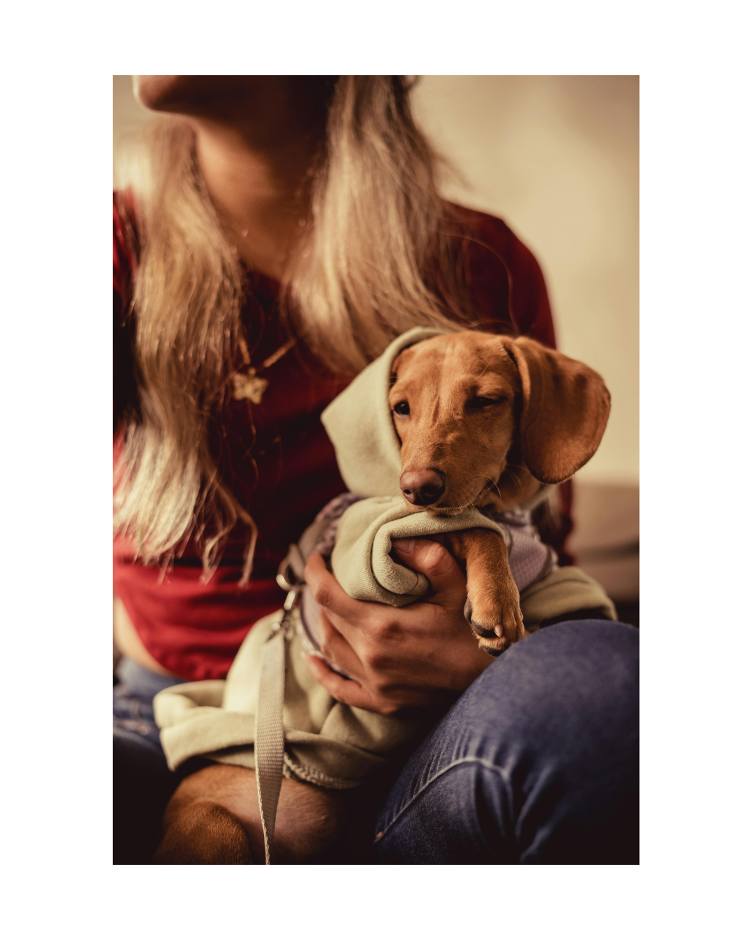 Mini Dachshund Owners: A Day in the Life