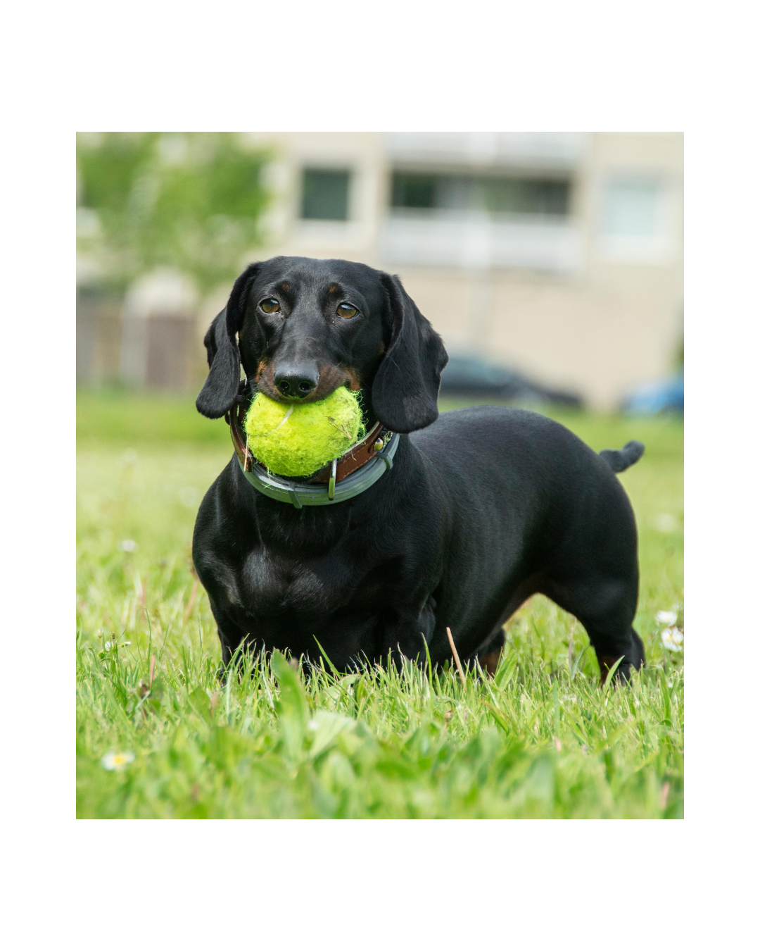 Miniature Dachshund Summer Essentials Every Owner Actually Needs