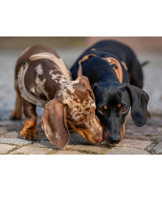 Dachshund Puppies: Building Confidence Around New Dogs
