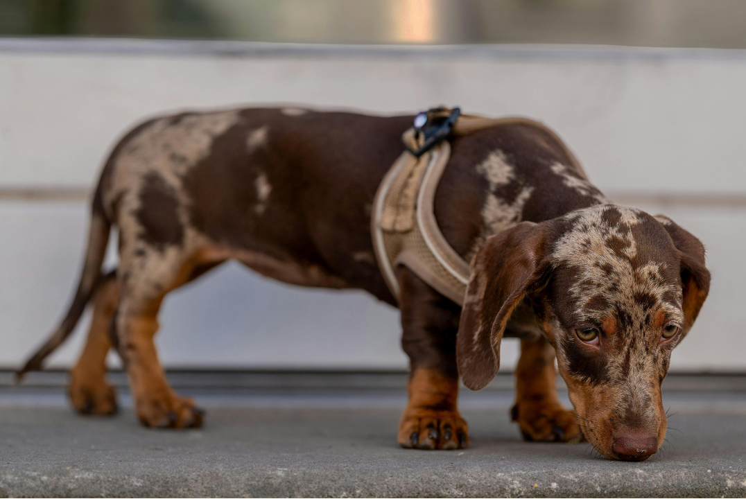 Dachshund Puppies: First Month Outdoor Adventures in Spring