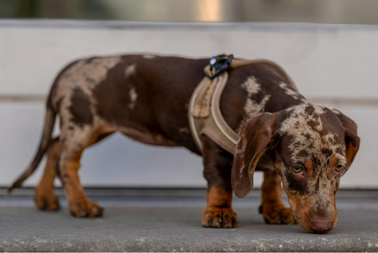 Dachshund Puppies: First Month Outdoor Adventures in Spring