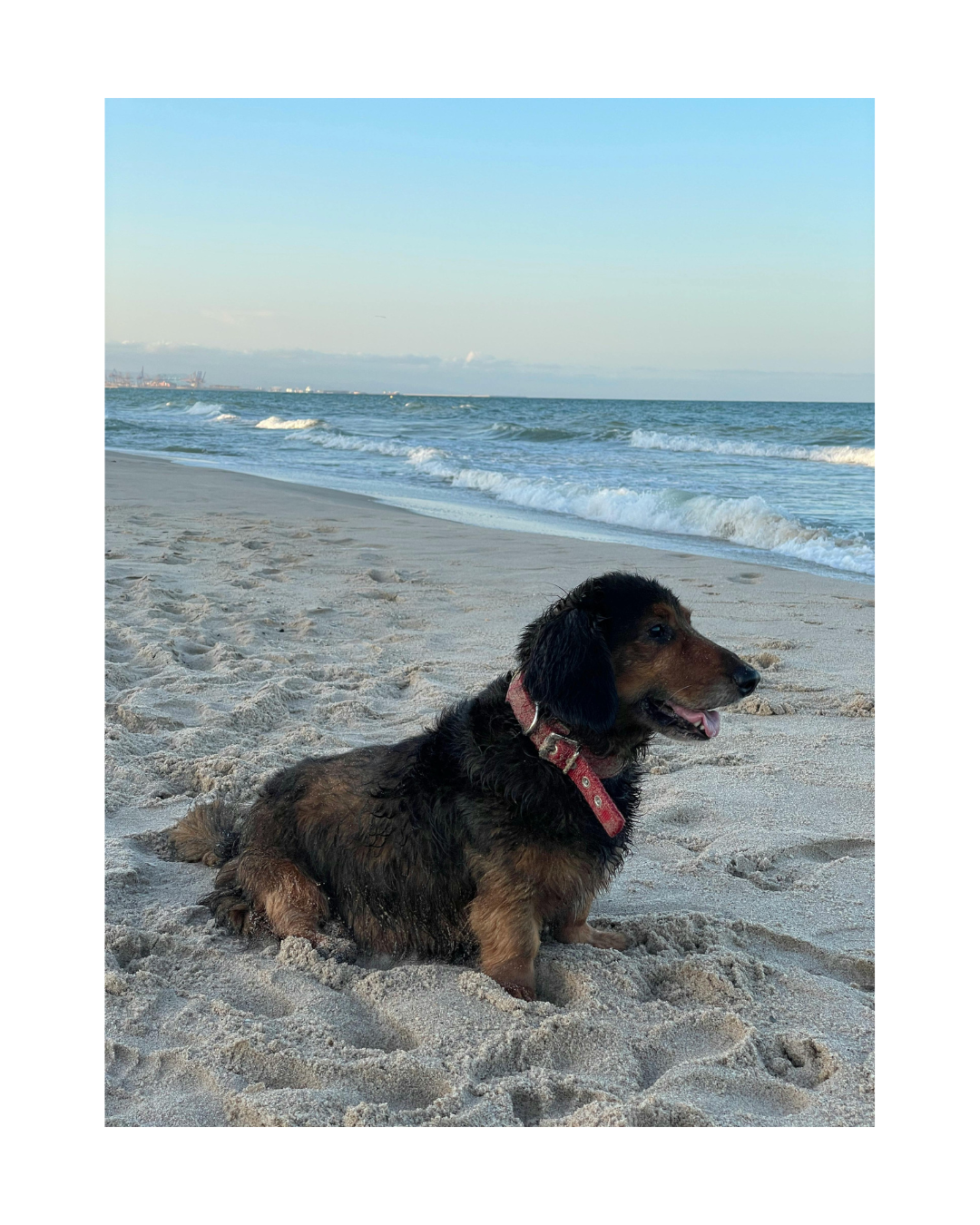 Wire Haired Dachshund Grooming Tips for Summer