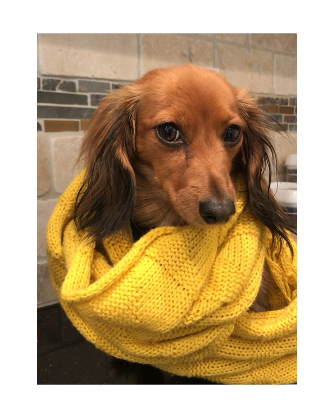 Dachshund Puppies: Why They Stand Out Compared to Other Breeds