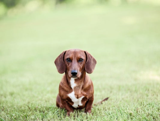 The Mighty Dachshund: Small but Full of Adventure