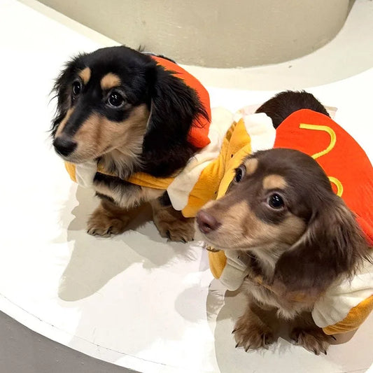 Mini Dachshund Halloween Costumes That Actually Fit: A Last Minute Guide