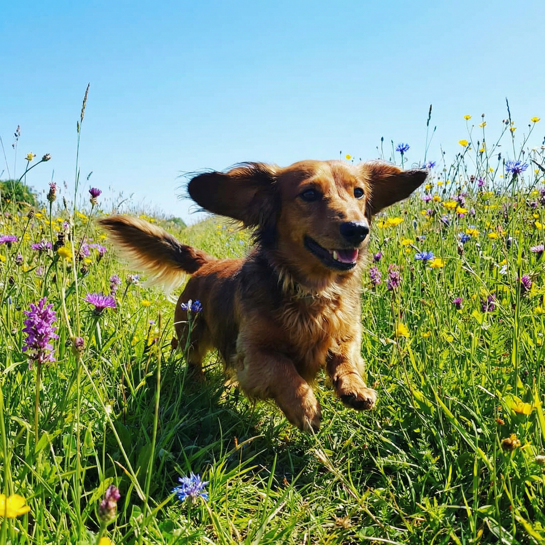 Why Dachshunds Overheat Faster Than Most Dogs in Summer
