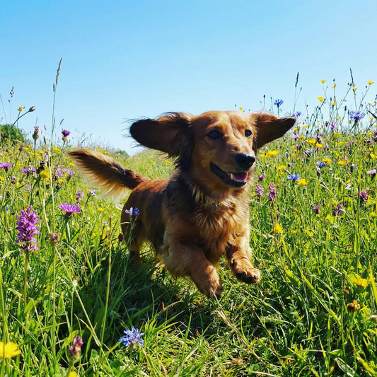 Why Dachshunds Overheat Faster Than Most Dogs in Summer