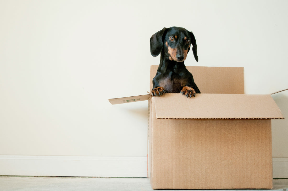 Miniature Dachshund Accessories That Make Life Easier