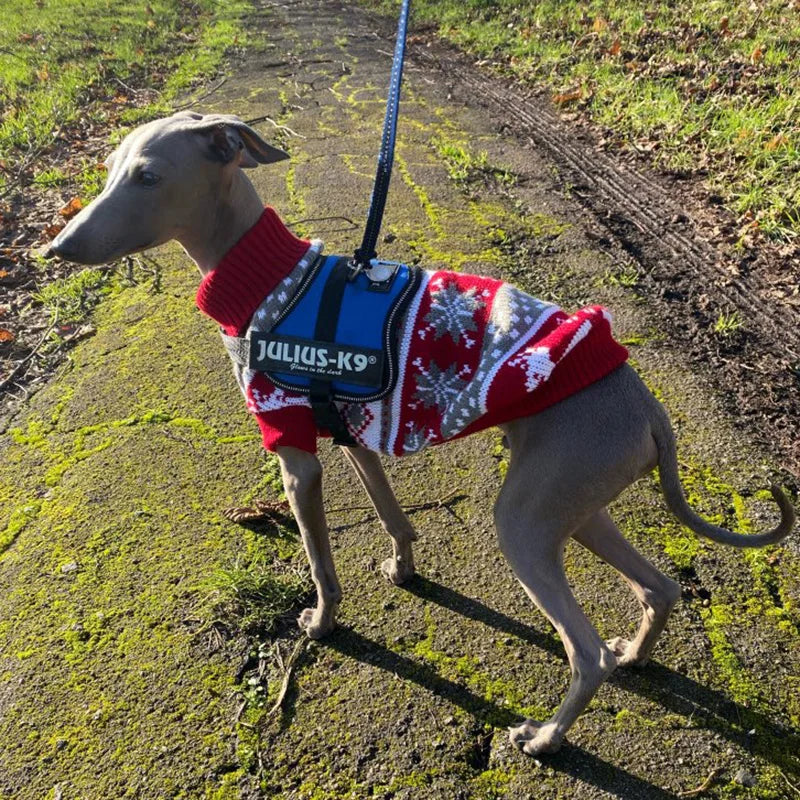 Dog wearing a red and white sweater with snowflake patterns on a leash, standing on a path.