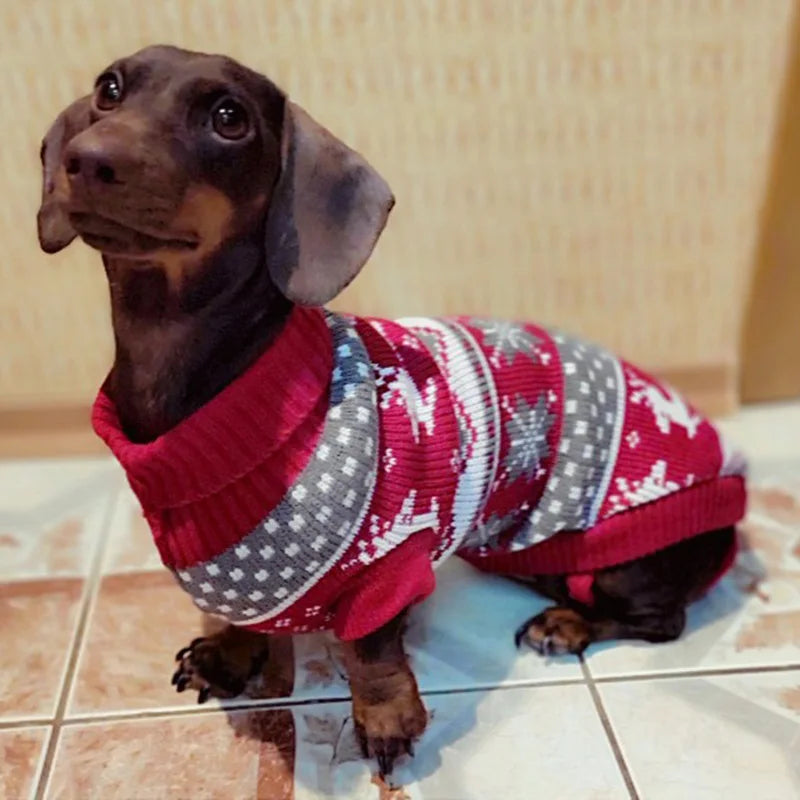 Dachshund wearing a red and gray patterned sweater on a tiled floor.