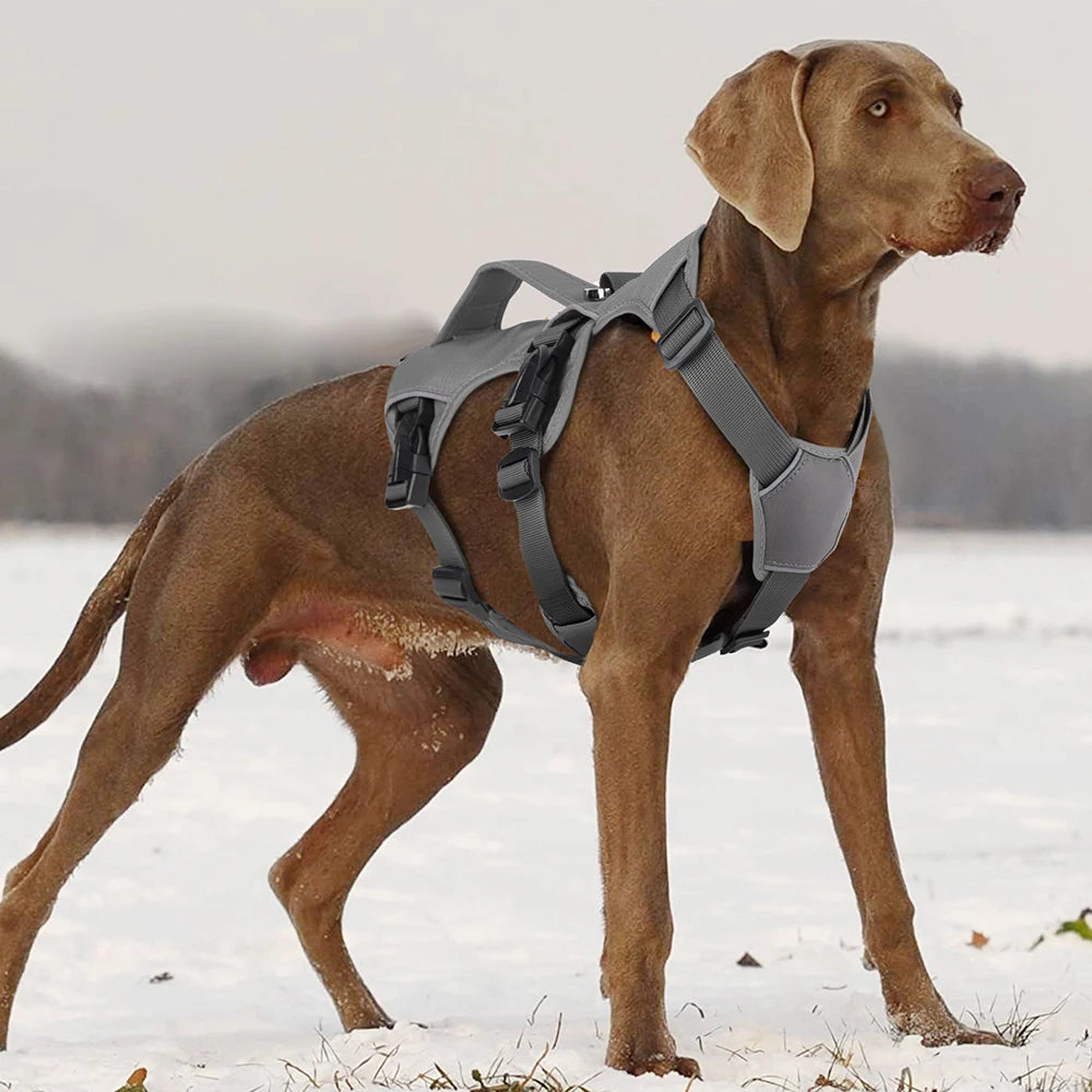 Adventure Harness